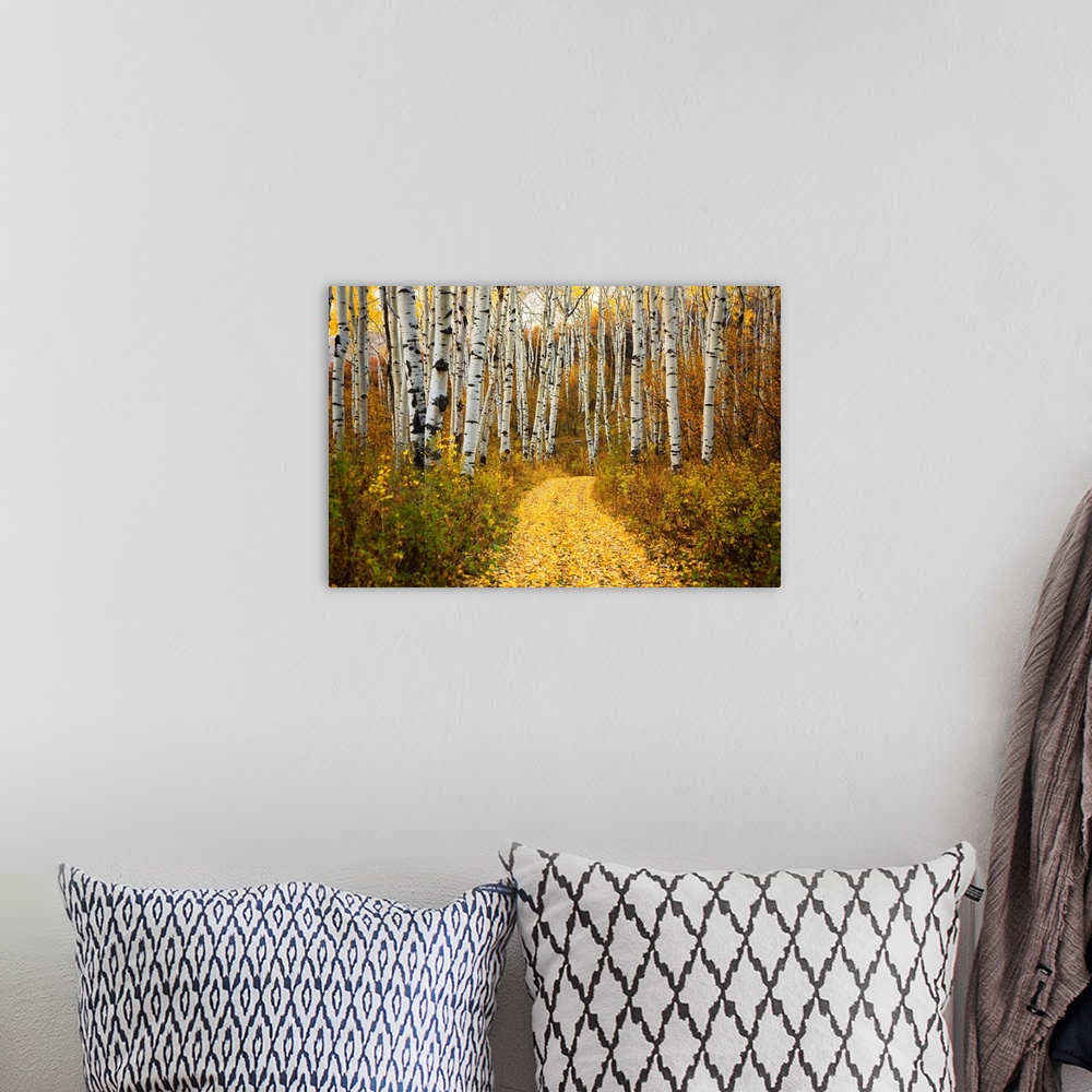 A bohemian room featuring This horizontal photograph is of a leaf covered path way through a forest of indigenous trees.