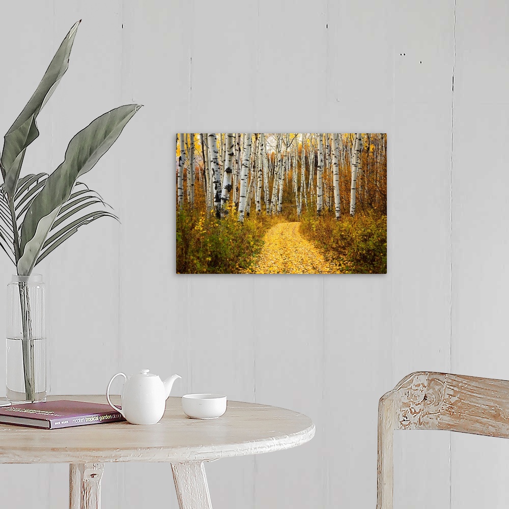 A farmhouse room featuring This horizontal photograph is of a leaf covered path way through a forest of indigenous trees.