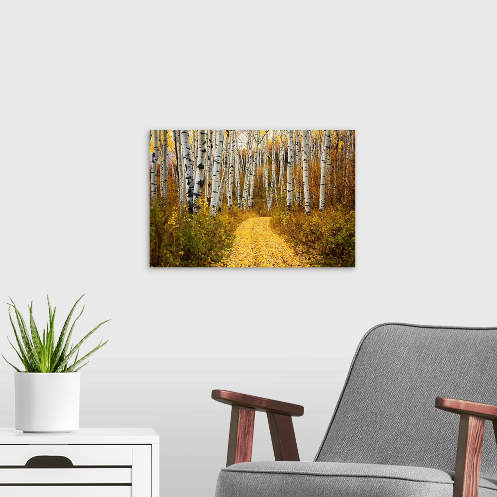 A modern room featuring This horizontal photograph is of a leaf covered path way through a forest of indigenous trees.
