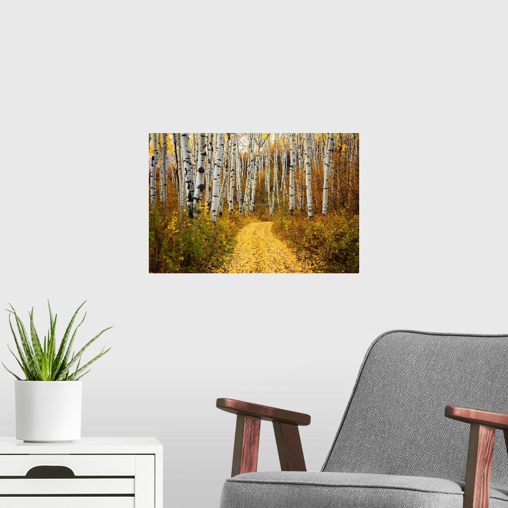 A modern room featuring This horizontal photograph is of a leaf covered path way through a forest of indigenous trees.