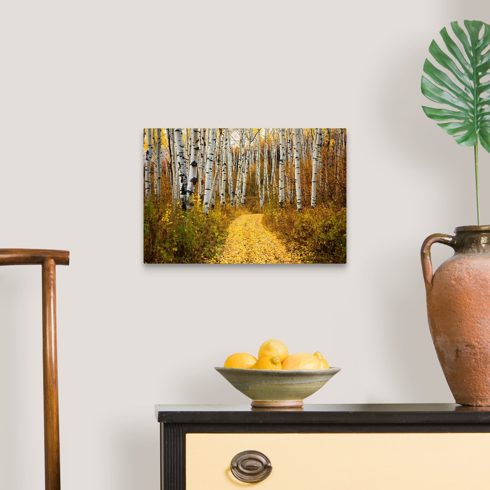 A traditional room featuring This horizontal photograph is of a leaf covered path way through a forest of indigenous trees.