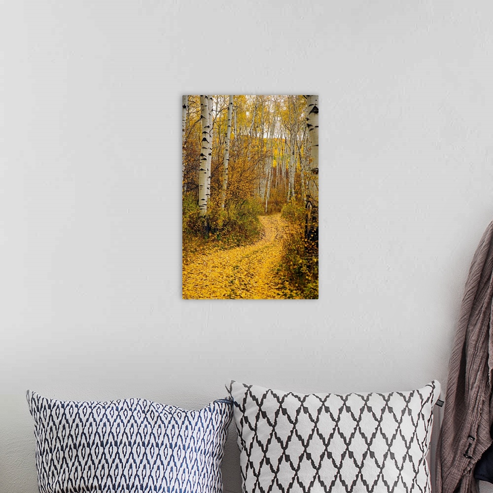 A bohemian room featuring A vertical photograph taken of a path in the forest lined with aspen trees and yellow leaves that...