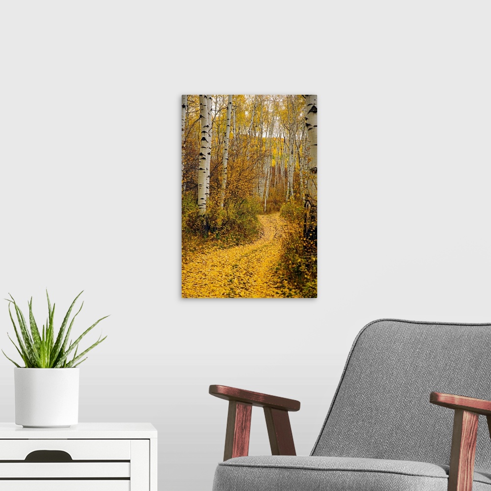 A modern room featuring A vertical photograph taken of a path in the forest lined with aspen trees and yellow leaves that...