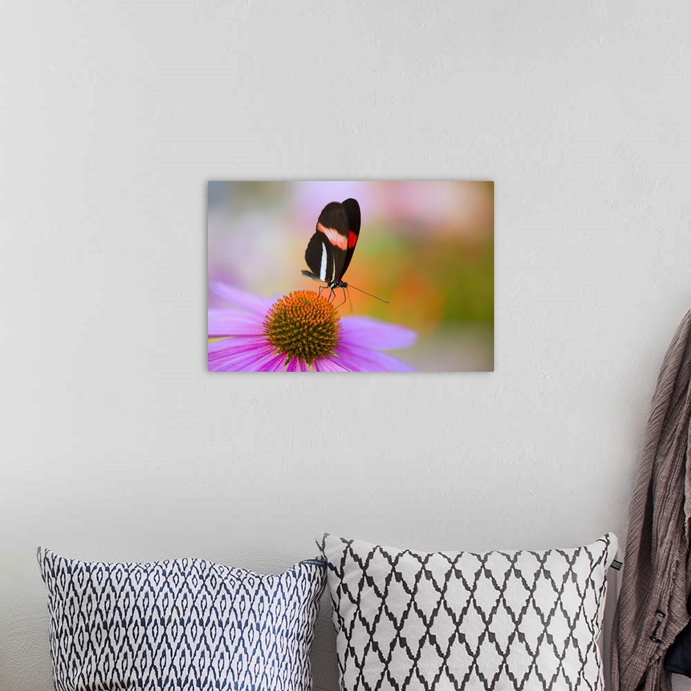 A bohemian room featuring Colorful Butterfly On Cone Flower Blossom In Spring; Oregon, USA