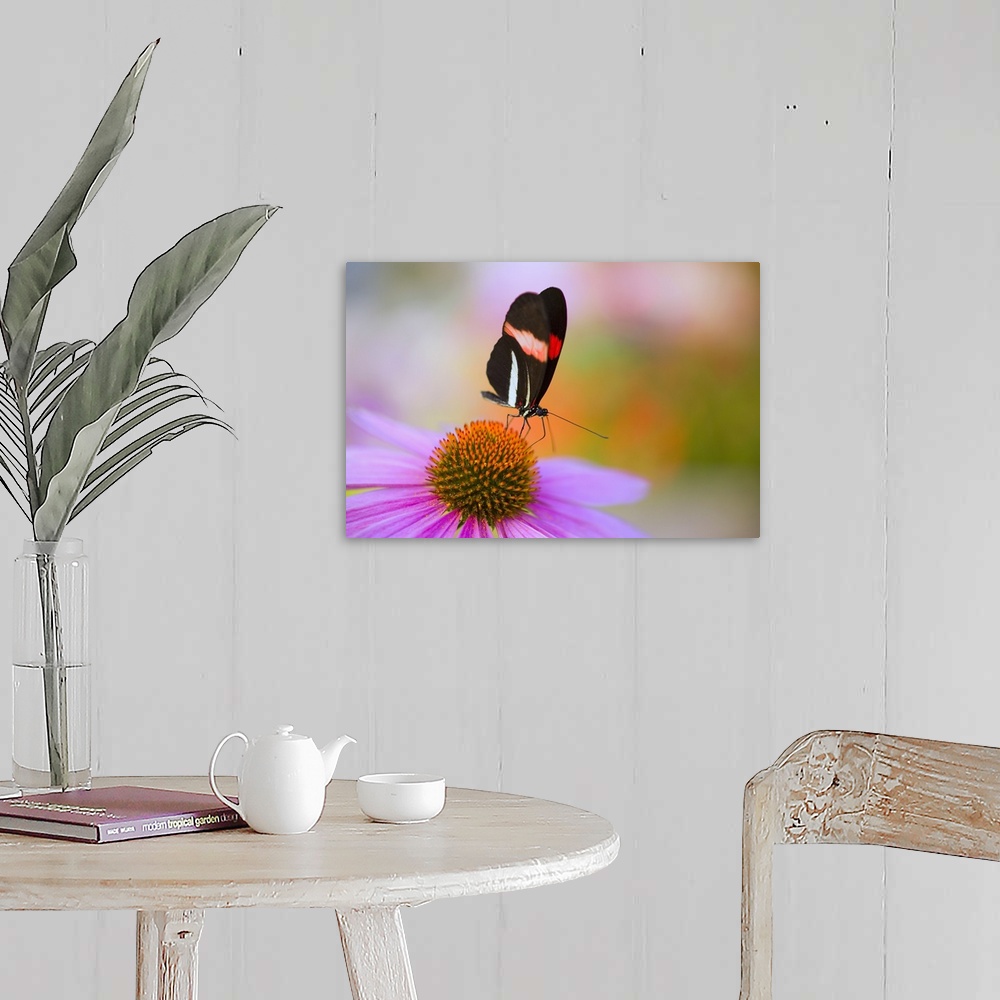 A farmhouse room featuring Colorful Butterfly On Cone Flower Blossom In Spring; Oregon, USA