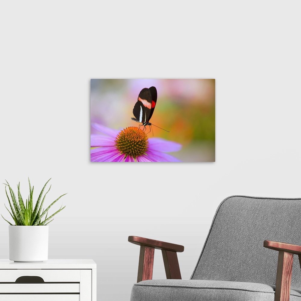 A modern room featuring Colorful Butterfly On Cone Flower Blossom In Spring; Oregon, USA
