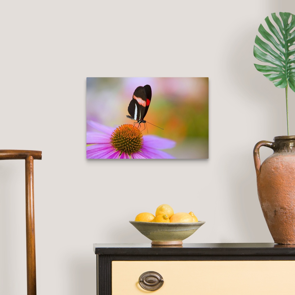 A traditional room featuring Colorful Butterfly On Cone Flower Blossom In Spring; Oregon, USA