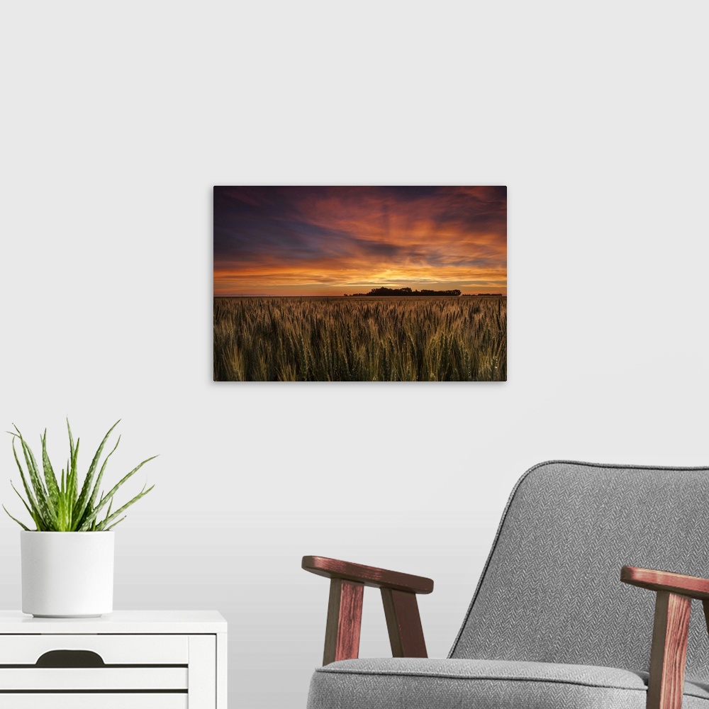 A modern room featuring Colourful Sky At Sunrise Over A Wheat Field; Saskatchewan, Canada