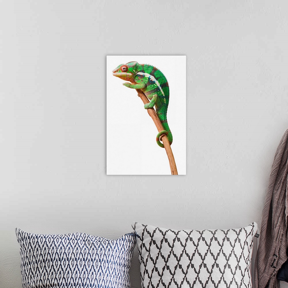 A bohemian room featuring Colourful Panther Chameleon (Furcifer pardalis) on a white background; St. Albert, Alberta, Canada