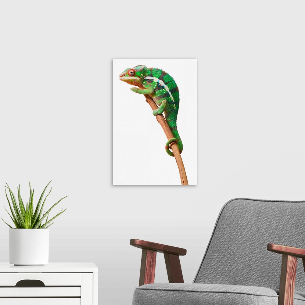 A modern room featuring Colourful Panther Chameleon (Furcifer pardalis) on a white background; St. Albert, Alberta, Canada