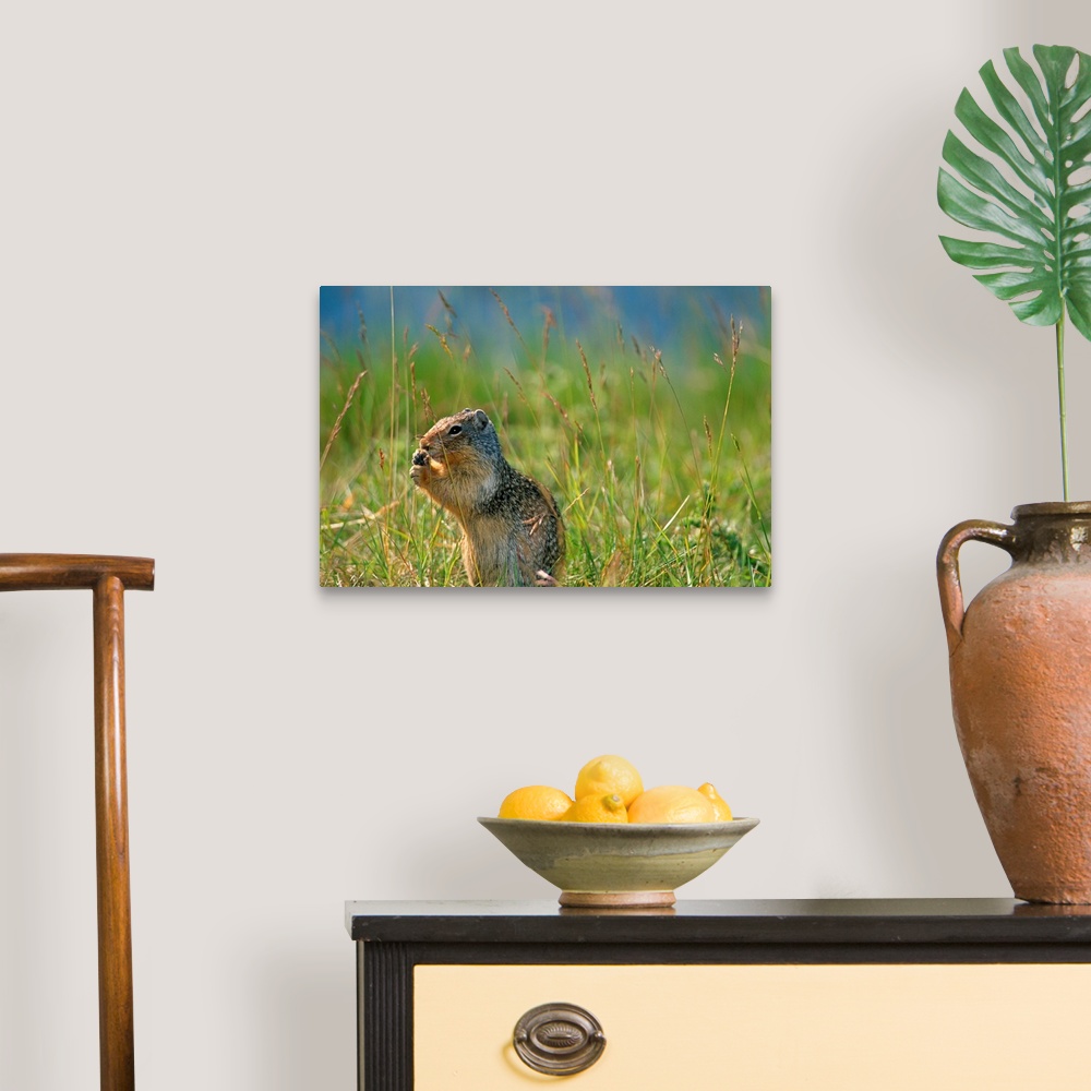 A traditional room featuring Columbia Ground Squirrel Feeding In Meadow, Banff National Park, Alberta, Canada