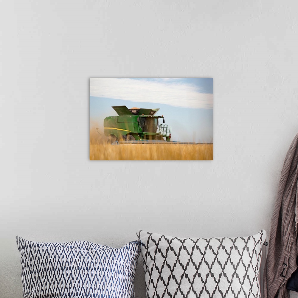 A bohemian room featuring Combine cuts wheat in Northeast Colorado, Paoli, Colorado, United States of America.