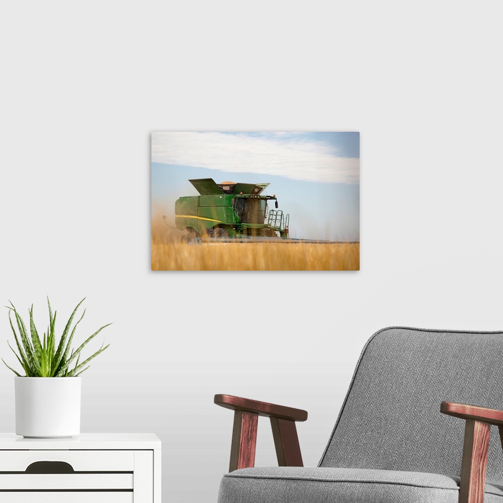 A modern room featuring Combine cuts wheat in Northeast Colorado, Paoli, Colorado, United States of America.