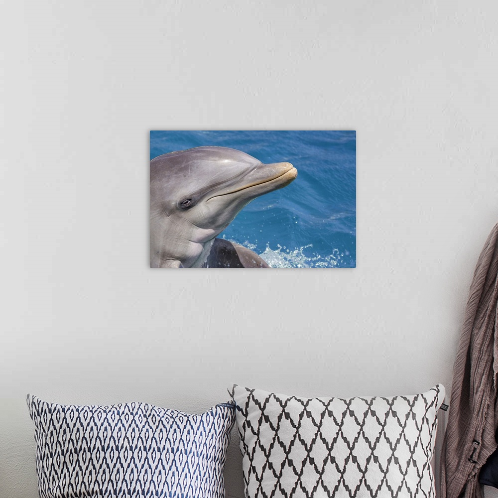 A bohemian room featuring Common bottlenose dolphin (tursiops truncatus) portrait. Curacao, Netherlands, Antilles.