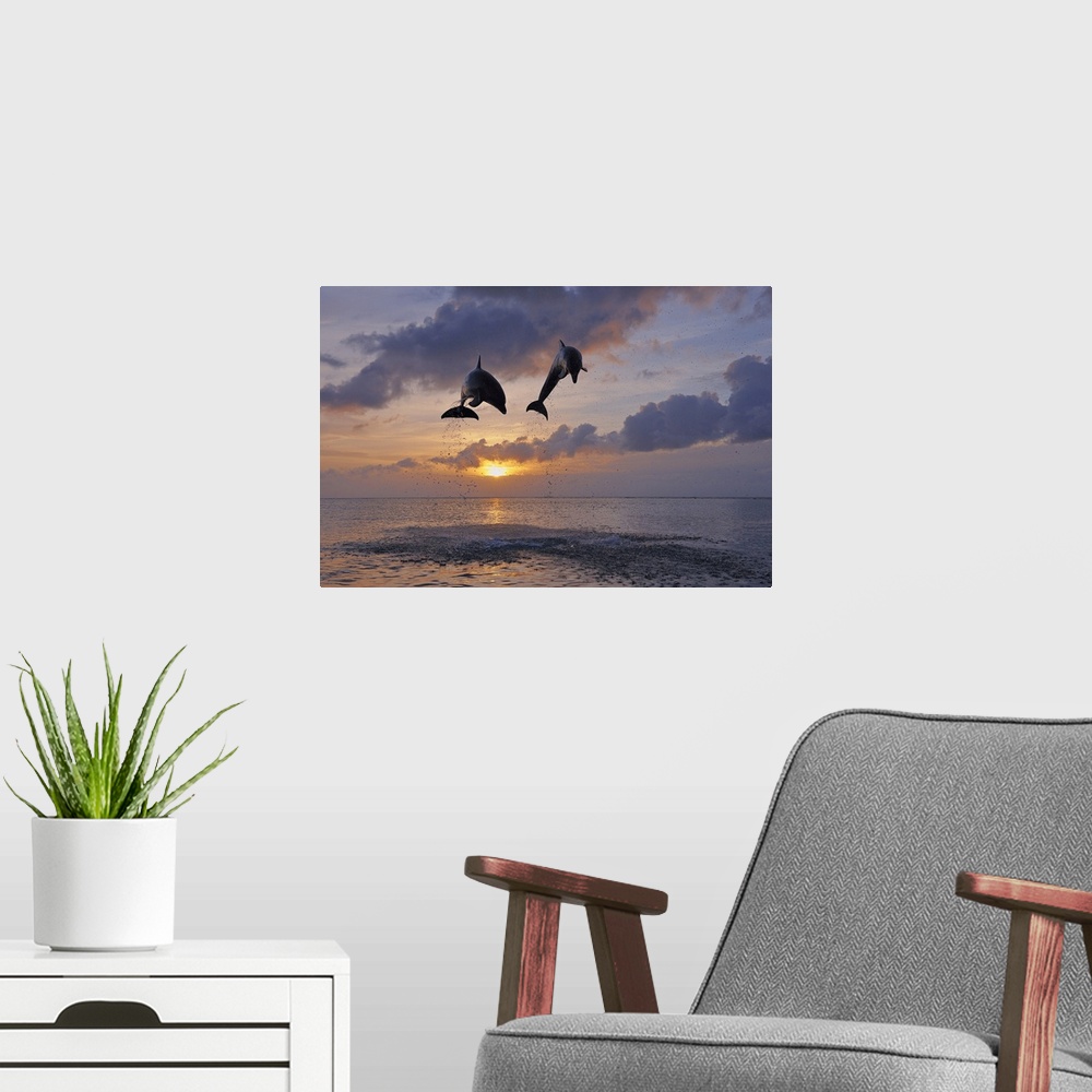 A modern room featuring Common Bottlenose Dolphins Jumping in Sea at Sunset, Roatan, Bay Islands, Honduras