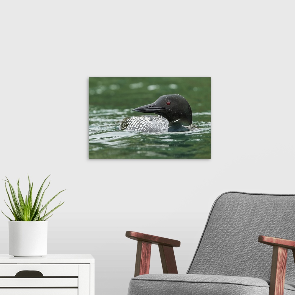 A modern room featuring Common Loon (Gavia immer) in breeding plumage in a lake; Whitehorse, Yukon, Canada.