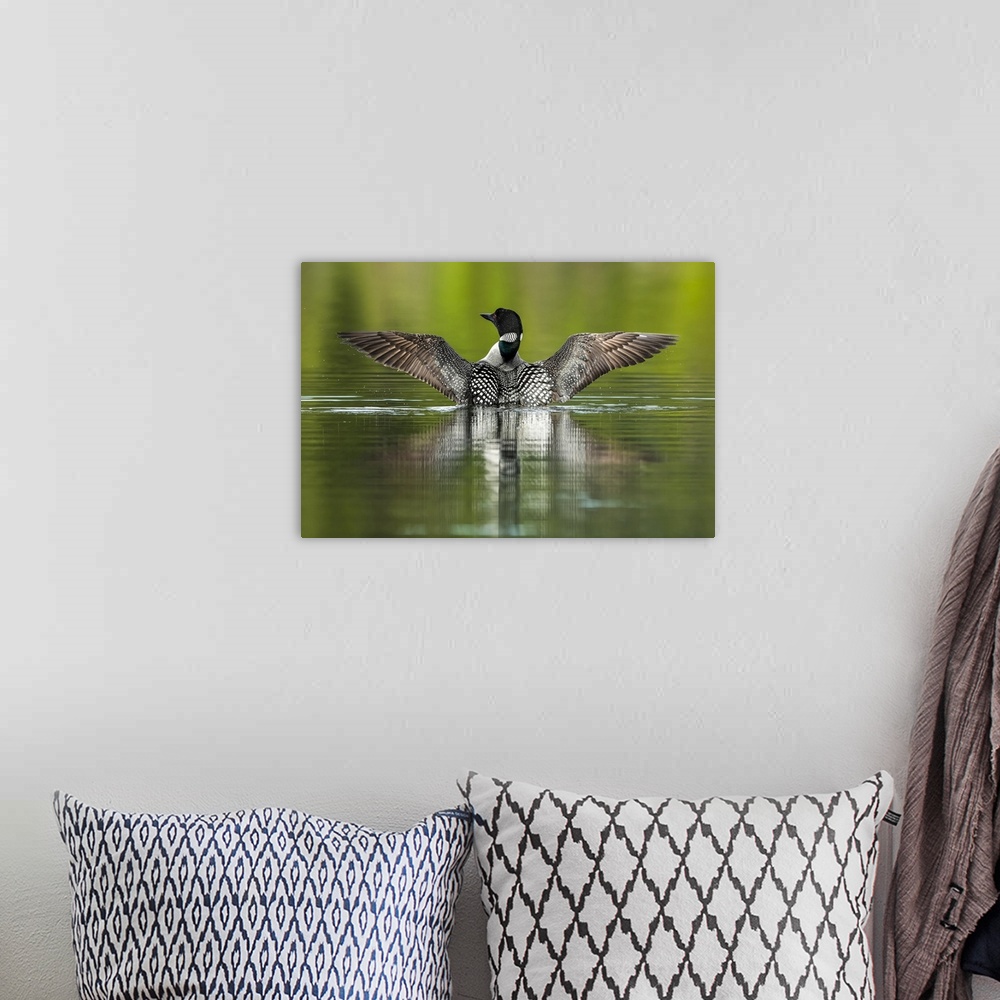 A bohemian room featuring Common Loon (Gavia immer) in breeding plumage on the water; Whitehorse, Yukon, Canada.