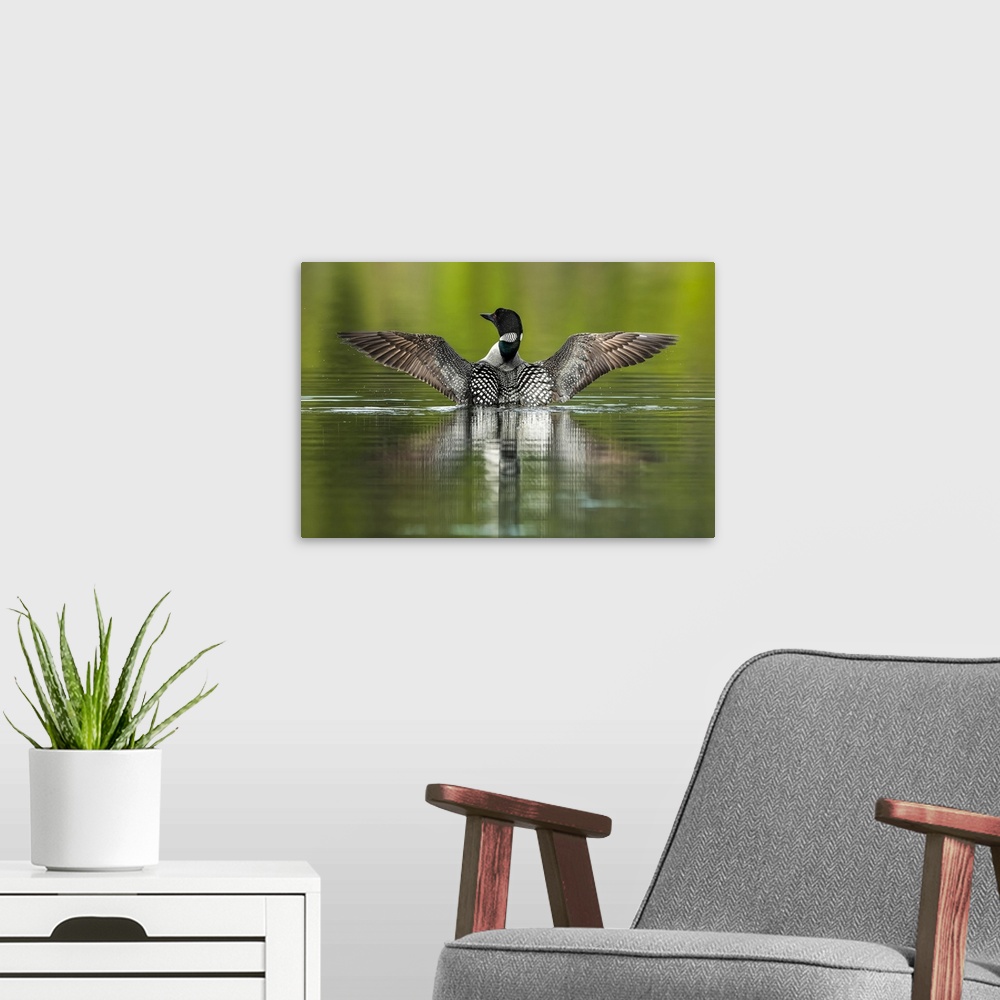 A modern room featuring Common Loon (Gavia immer) in breeding plumage on the water; Whitehorse, Yukon, Canada.
