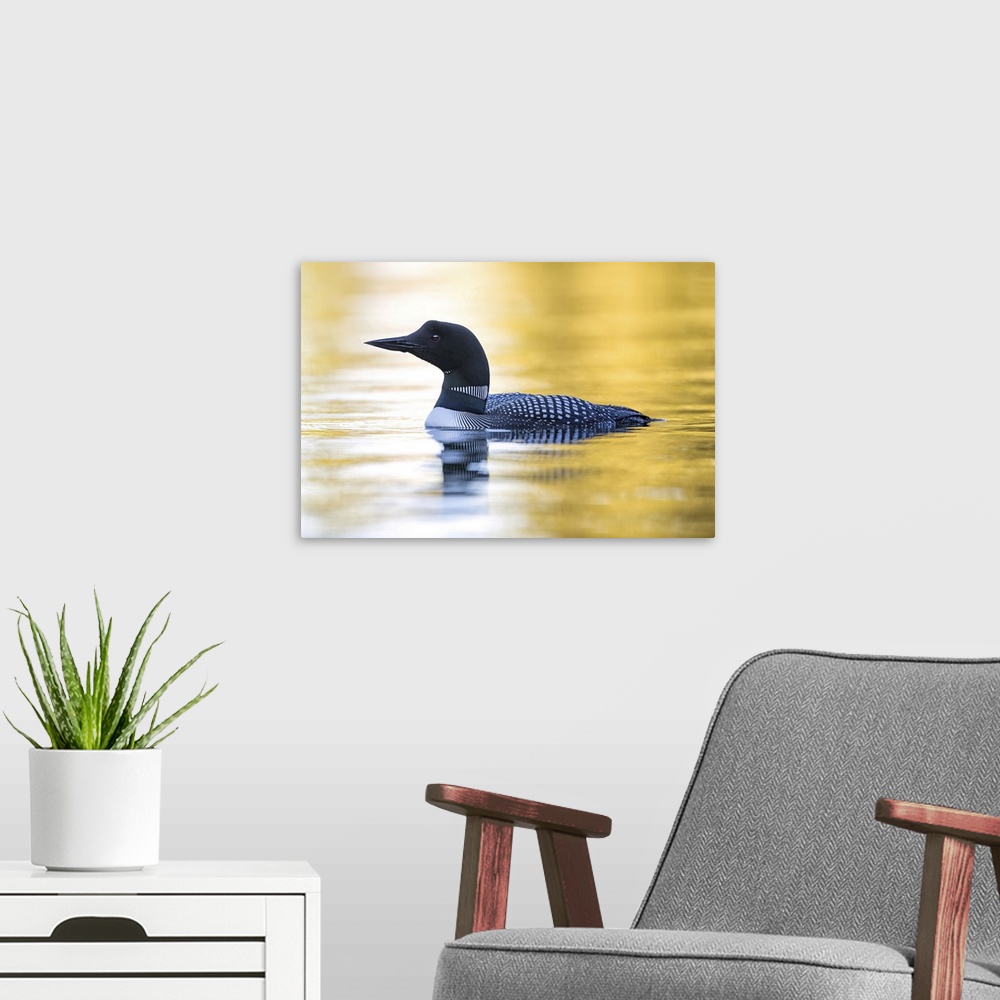 A modern room featuring Common Loon swimming in the water.