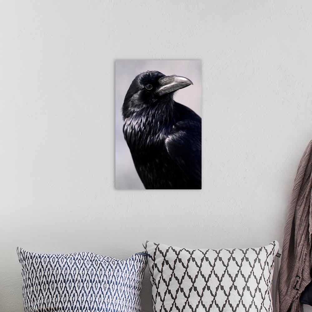 A bohemian room featuring Common Raven, Jasper National Park, Alberta, Canada