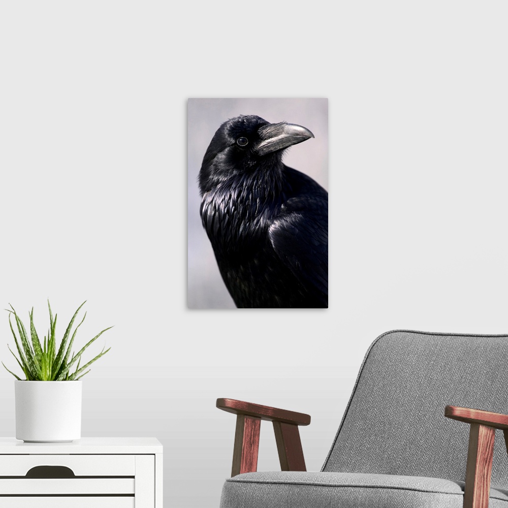 A modern room featuring Common Raven, Jasper National Park, Alberta, Canada