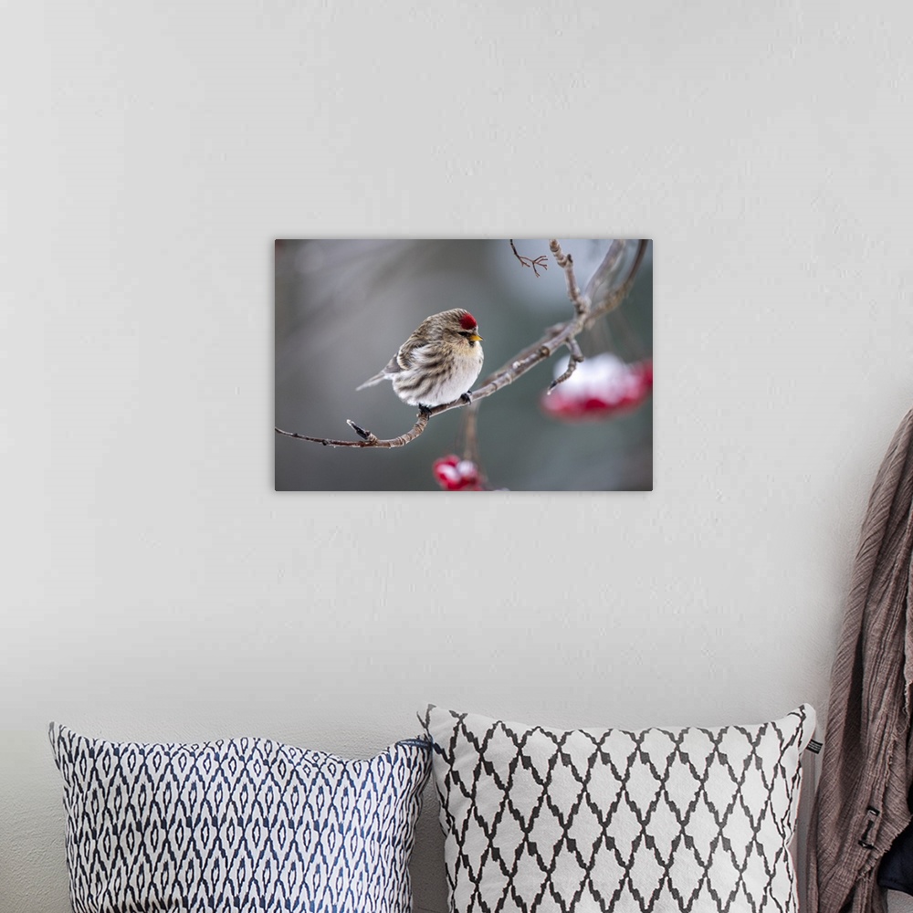 A bohemian room featuring Common redpoll (acanthis flammea) perched on a branch, Fairbanks, Alaska, united states of America.
