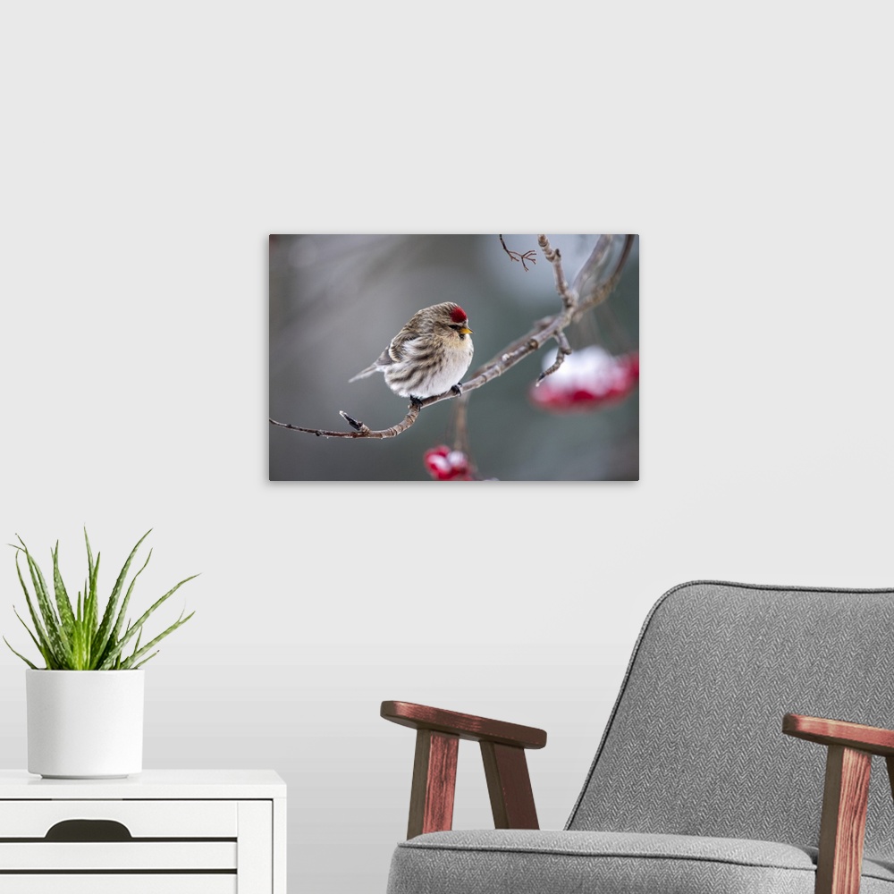 A modern room featuring Common redpoll (acanthis flammea) perched on a branch, Fairbanks, Alaska, united states of America.