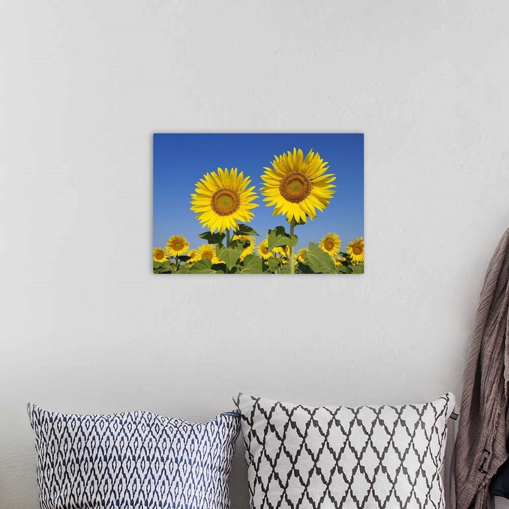 A bohemian room featuring Common Sunflowers (Helianthus annuus) against Clear Blue Sky, Tuscany, Italy