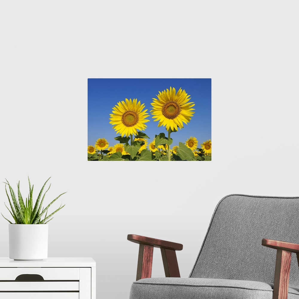 A modern room featuring Common Sunflowers (Helianthus annuus) against Clear Blue Sky, Tuscany, Italy