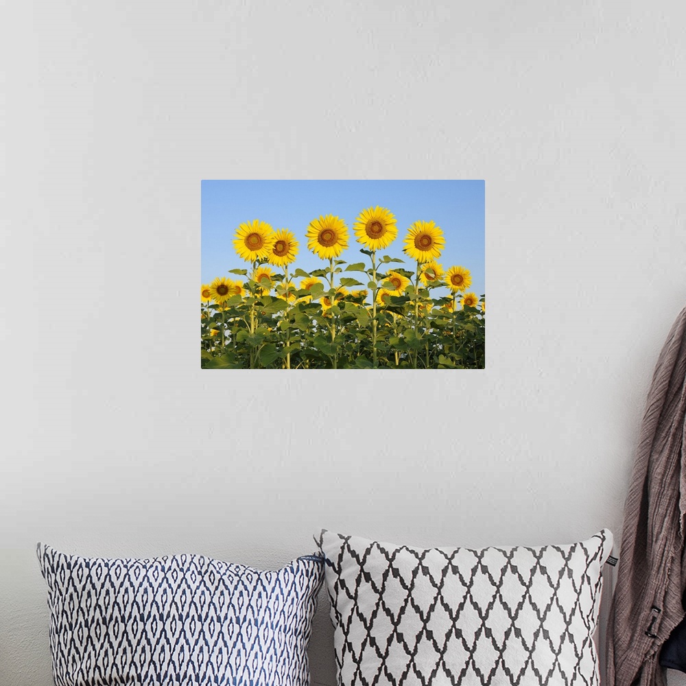 A bohemian room featuring Common Sunflowers (Helianthus annuus) against Clear Blue Sky, Tuscany, Italy