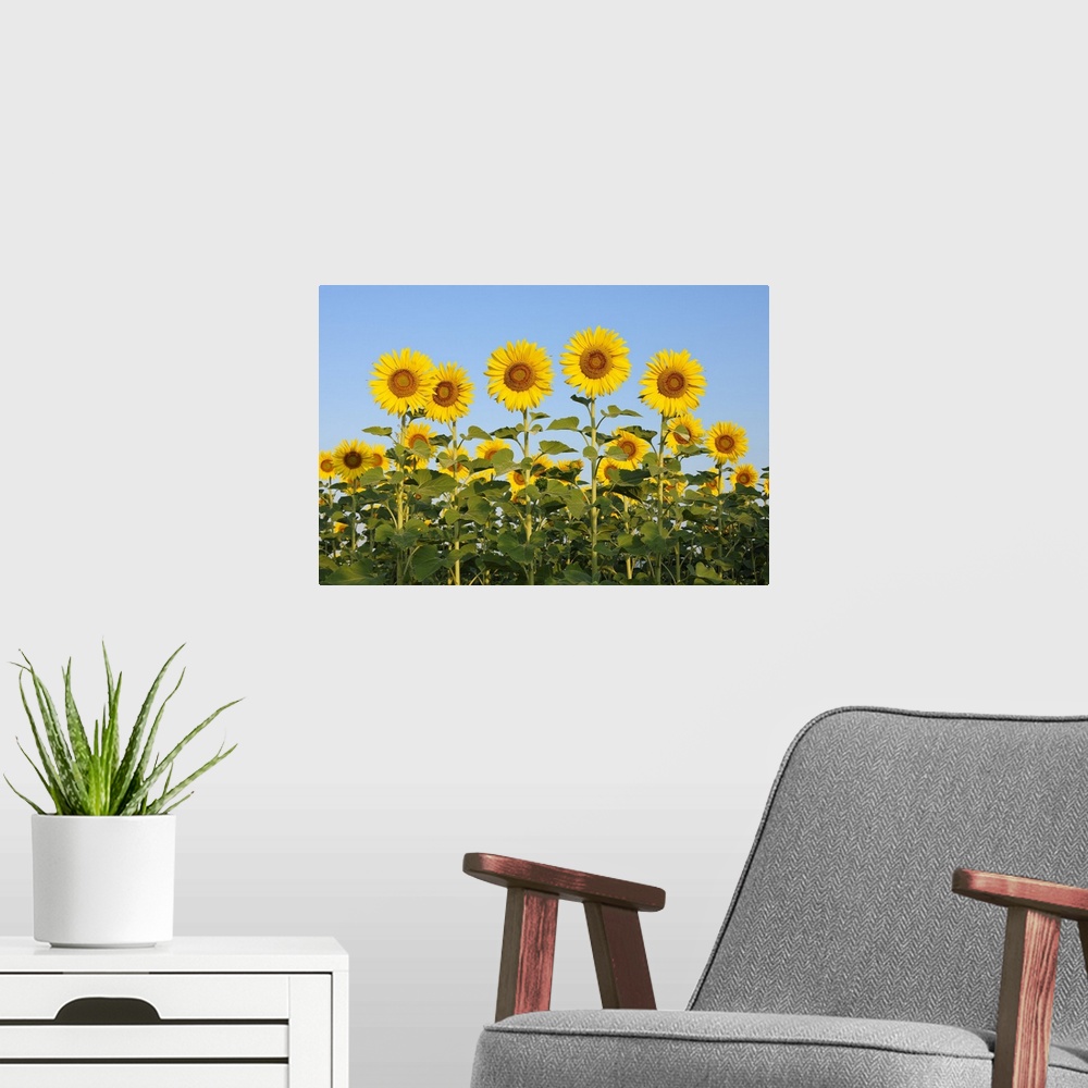 A modern room featuring Common Sunflowers (Helianthus annuus) against Clear Blue Sky, Tuscany, Italy