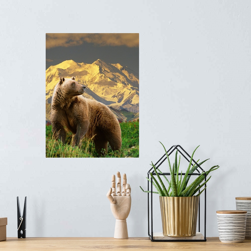 A bohemian room featuring COMPOSITE Grizzly stands on tundra with Mt. Mckinley in the background, Alaska COMPOSITE