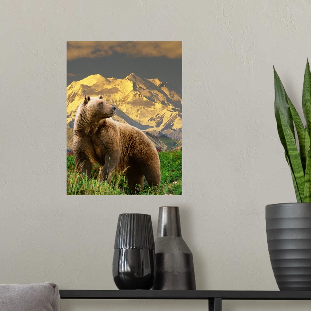 A modern room featuring COMPOSITE Grizzly stands on tundra with Mt. Mckinley in the background, Alaska COMPOSITE