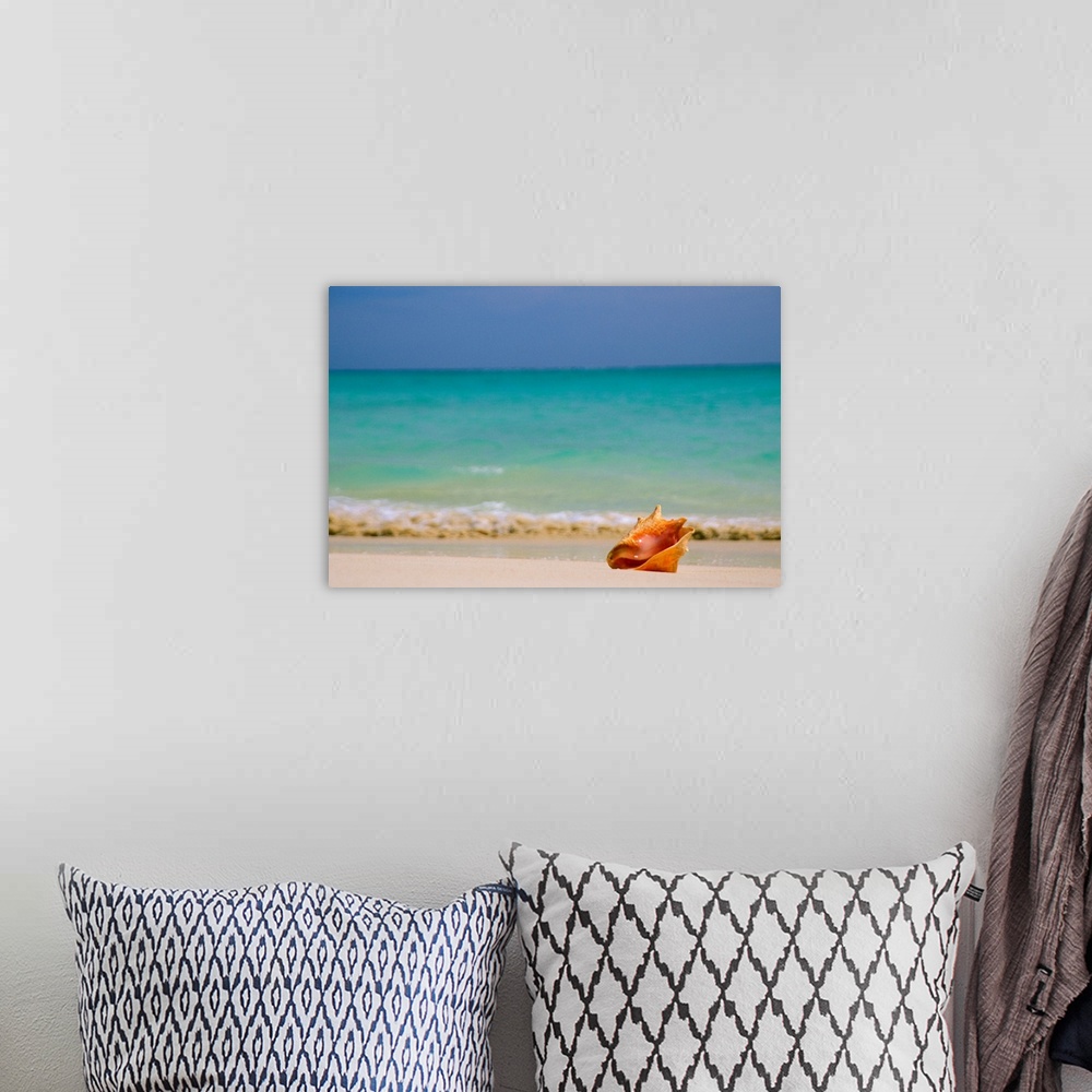 A bohemian room featuring Large, horizontal photograph of a single conch shell sitting along the shoreline, clear blue wate...