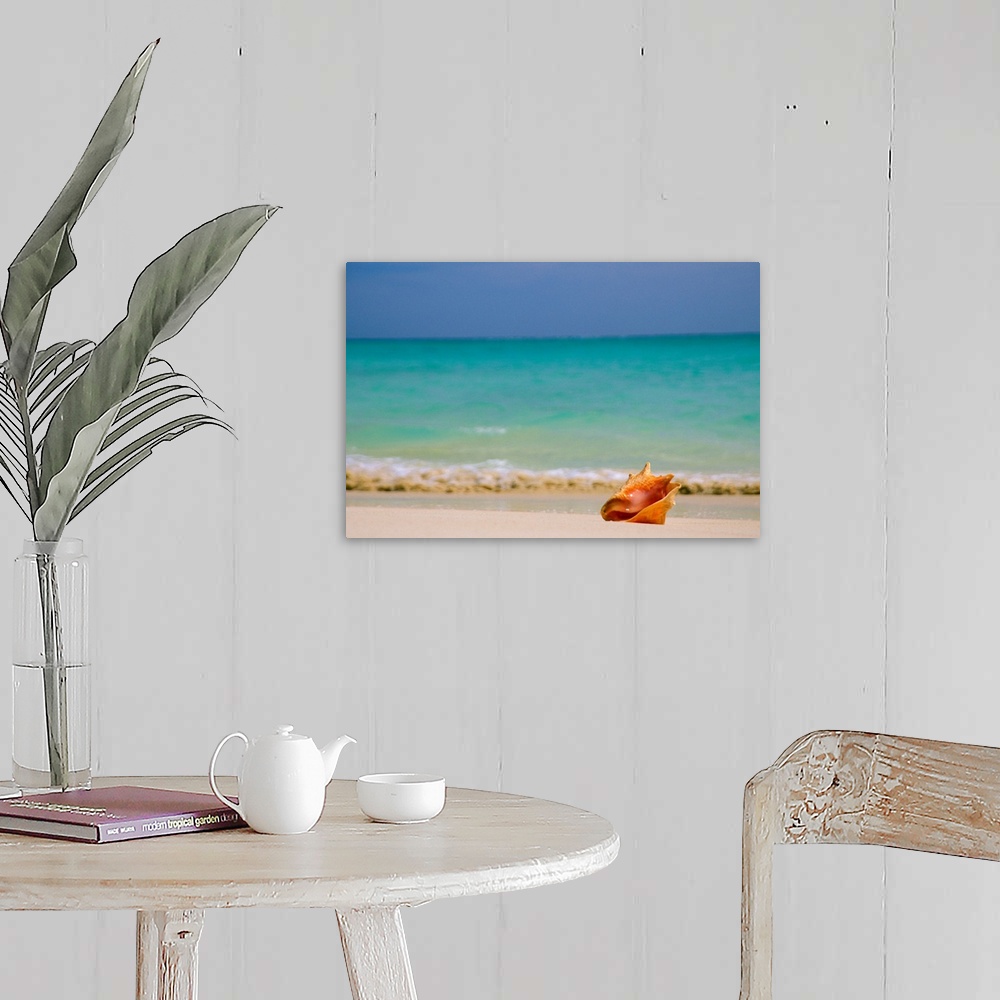A farmhouse room featuring Large, horizontal photograph of a single conch shell sitting along the shoreline, clear blue wate...