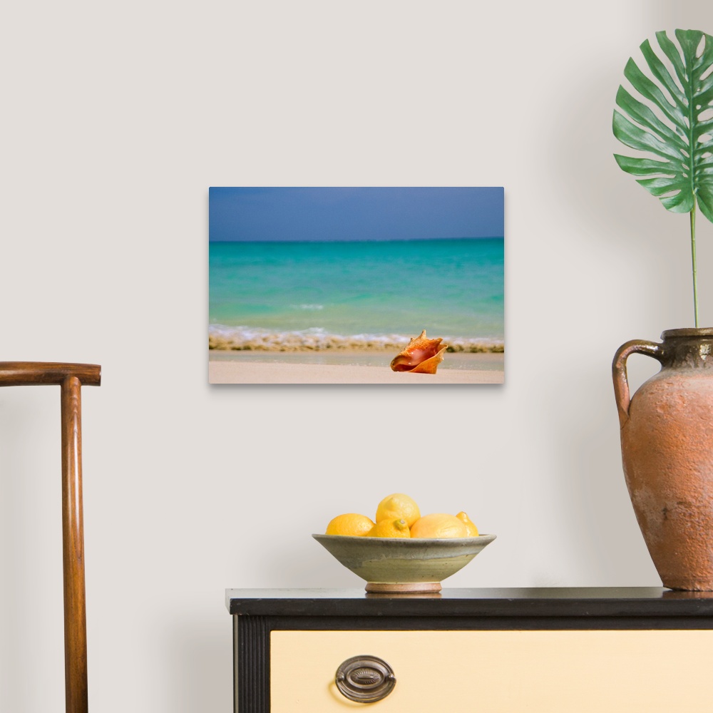 A traditional room featuring Large, horizontal photograph of a single conch shell sitting along the shoreline, clear blue wate...