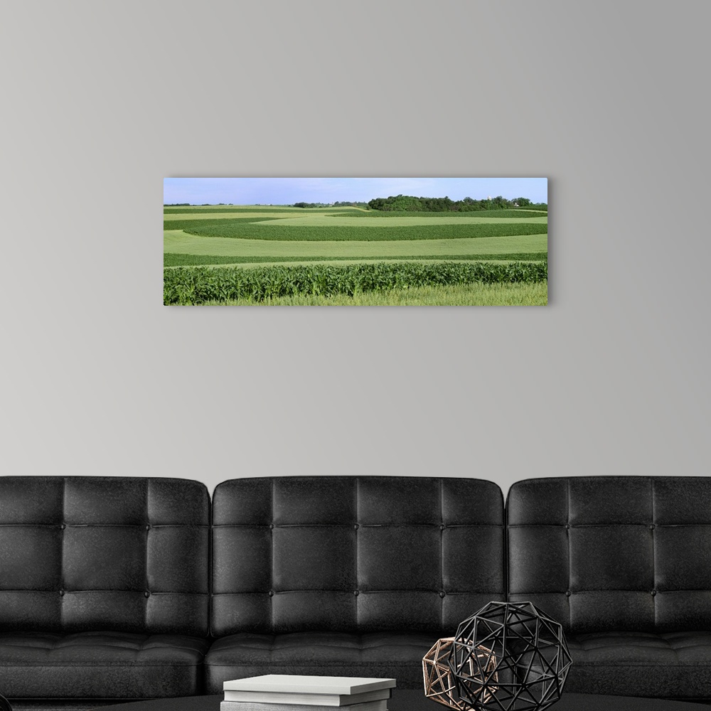 A modern room featuring Contour strips of mid growth grain corn and oats with farm buildings in the distance