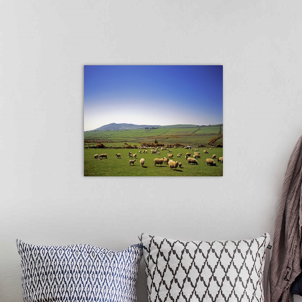 A bohemian room featuring Cooley Peninsula, County Louth, Ireland, Sheep