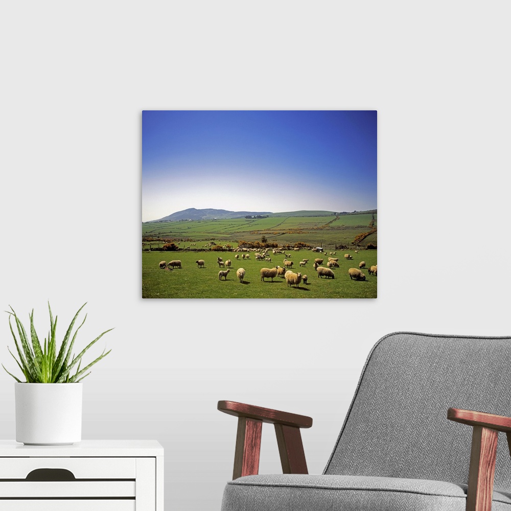 A modern room featuring Cooley Peninsula, County Louth, Ireland, Sheep