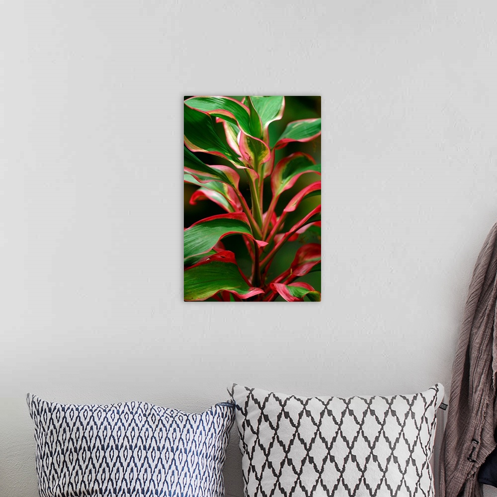 A bohemian room featuring Cordyline Terminalis Red Ti Plant