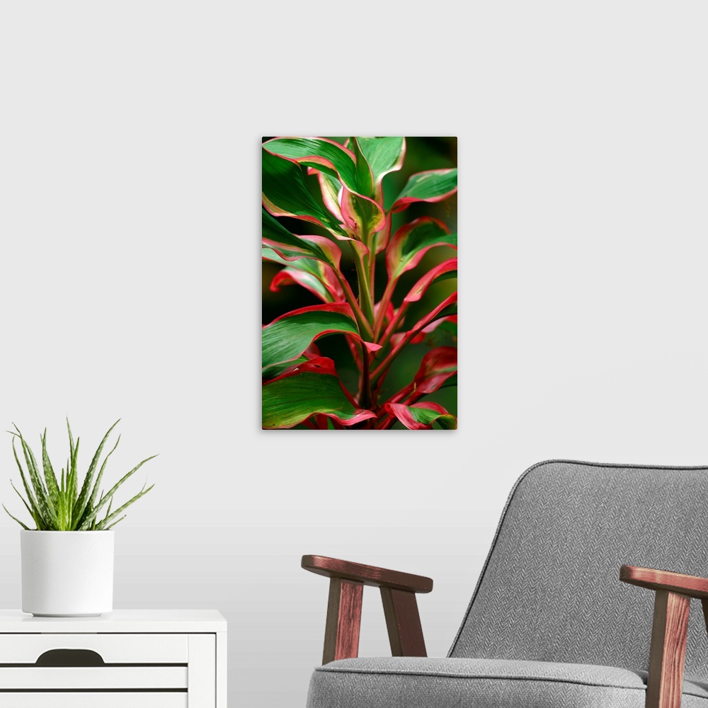 A modern room featuring Cordyline Terminalis Red Ti Plant