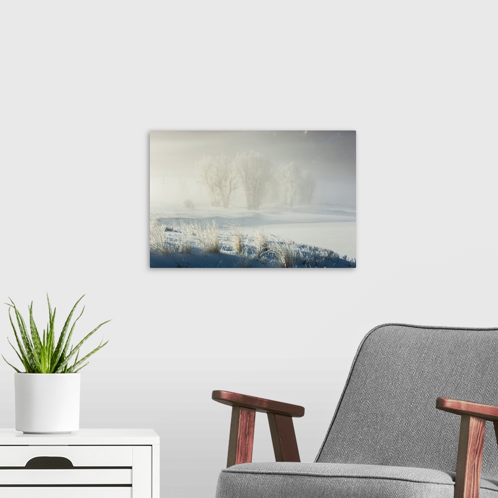 A modern room featuring Cottonwood trees (Populus deltoides) clustered in a field, seen through the fog on a sunlit snowy...