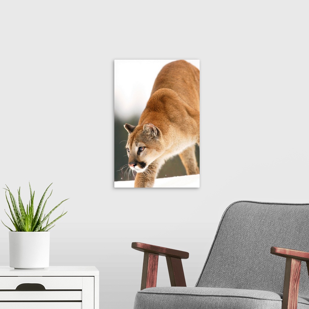 A modern room featuring Cougar Hunting