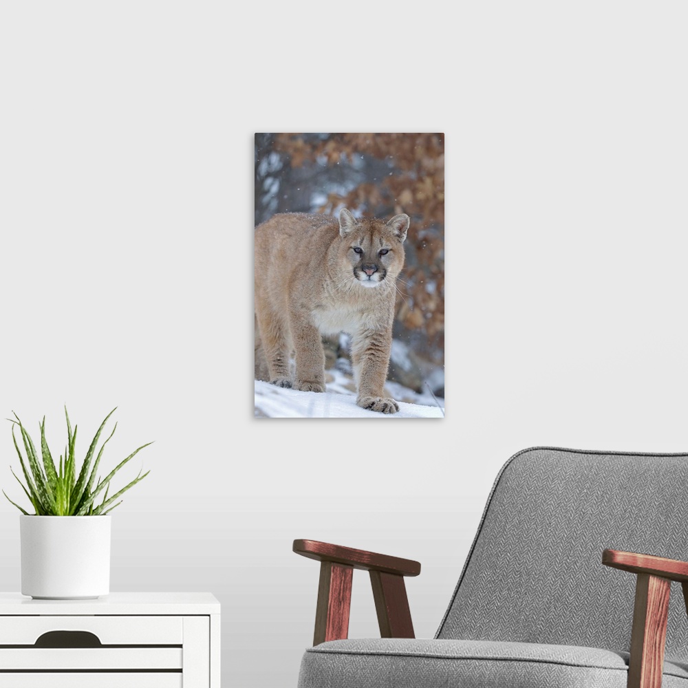 A modern room featuring Cougar In Snowfall
