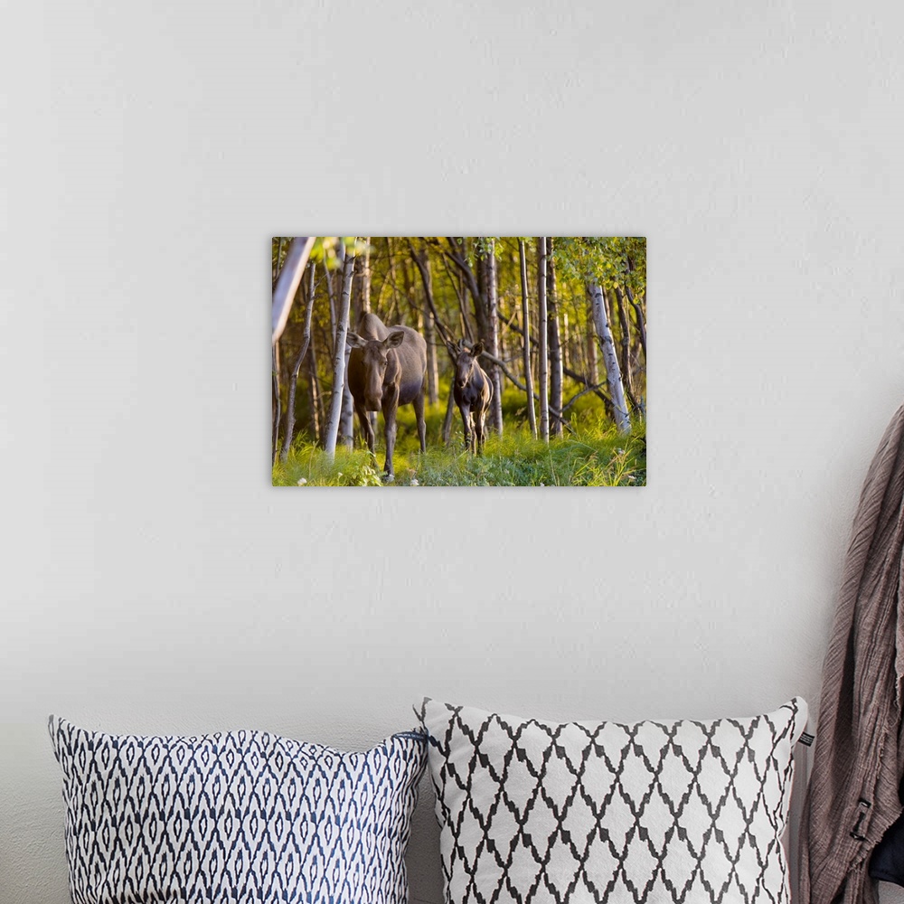 A bohemian room featuring Cow and calf moose in Birch forest along the Tony Knowles Coastal Trail at sunset during Summer i...