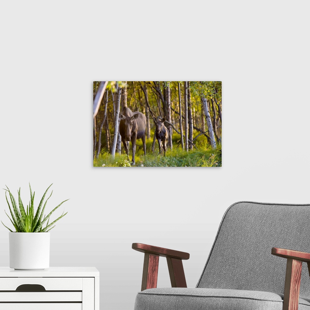 A modern room featuring Cow and calf moose in Birch forest along the Tony Knowles Coastal Trail at sunset during Summer i...
