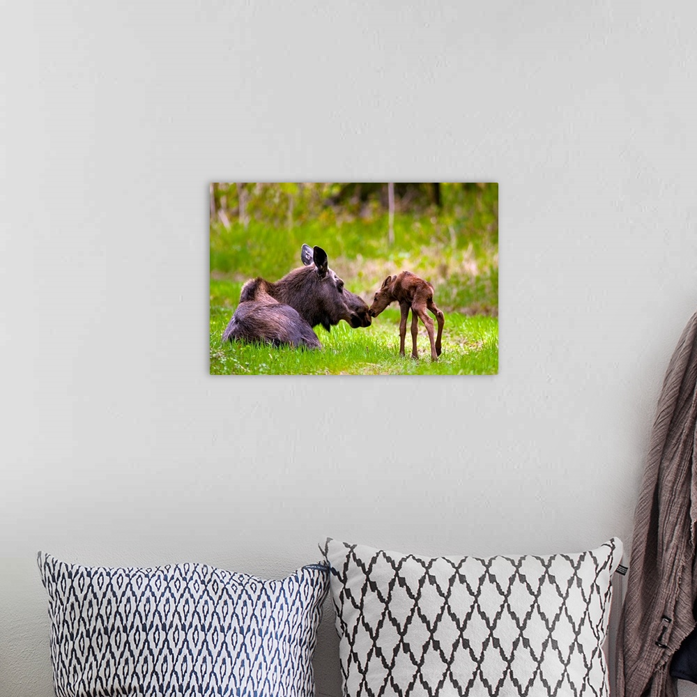 A bohemian room featuring Cow And Calf Moose In Grass, Kincaid Park, Anchorage, Alaska