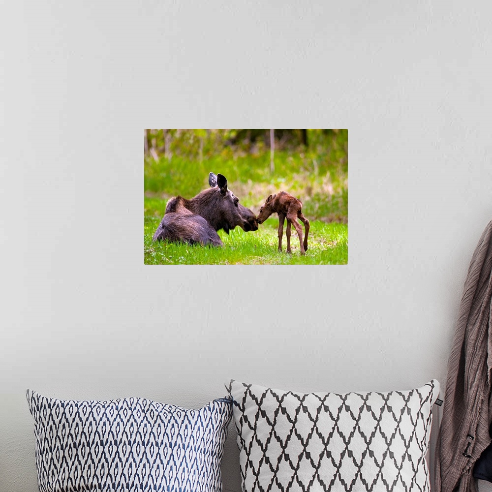 A bohemian room featuring Cow And Calf Moose In Grass, Kincaid Park, Anchorage, Alaska