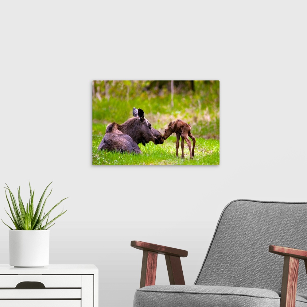 A modern room featuring Cow And Calf Moose In Grass, Kincaid Park, Anchorage, Alaska