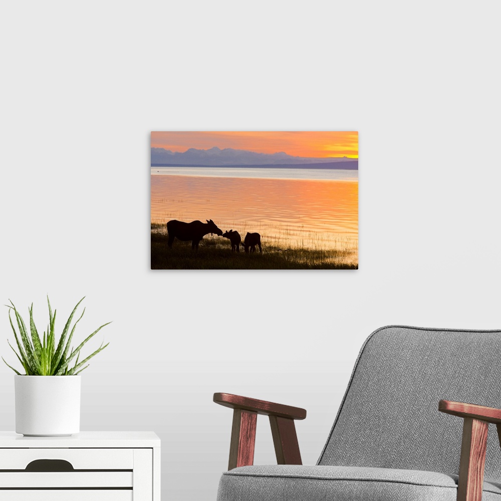 A modern room featuring Cow and two calf moose feeding along the Tony Knowles Coastal Trail at sunset